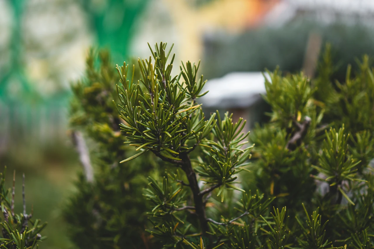 Le piante aghifoglie non vivono solo in montagna: ecco dove puoi trovarle vicino a casa tua