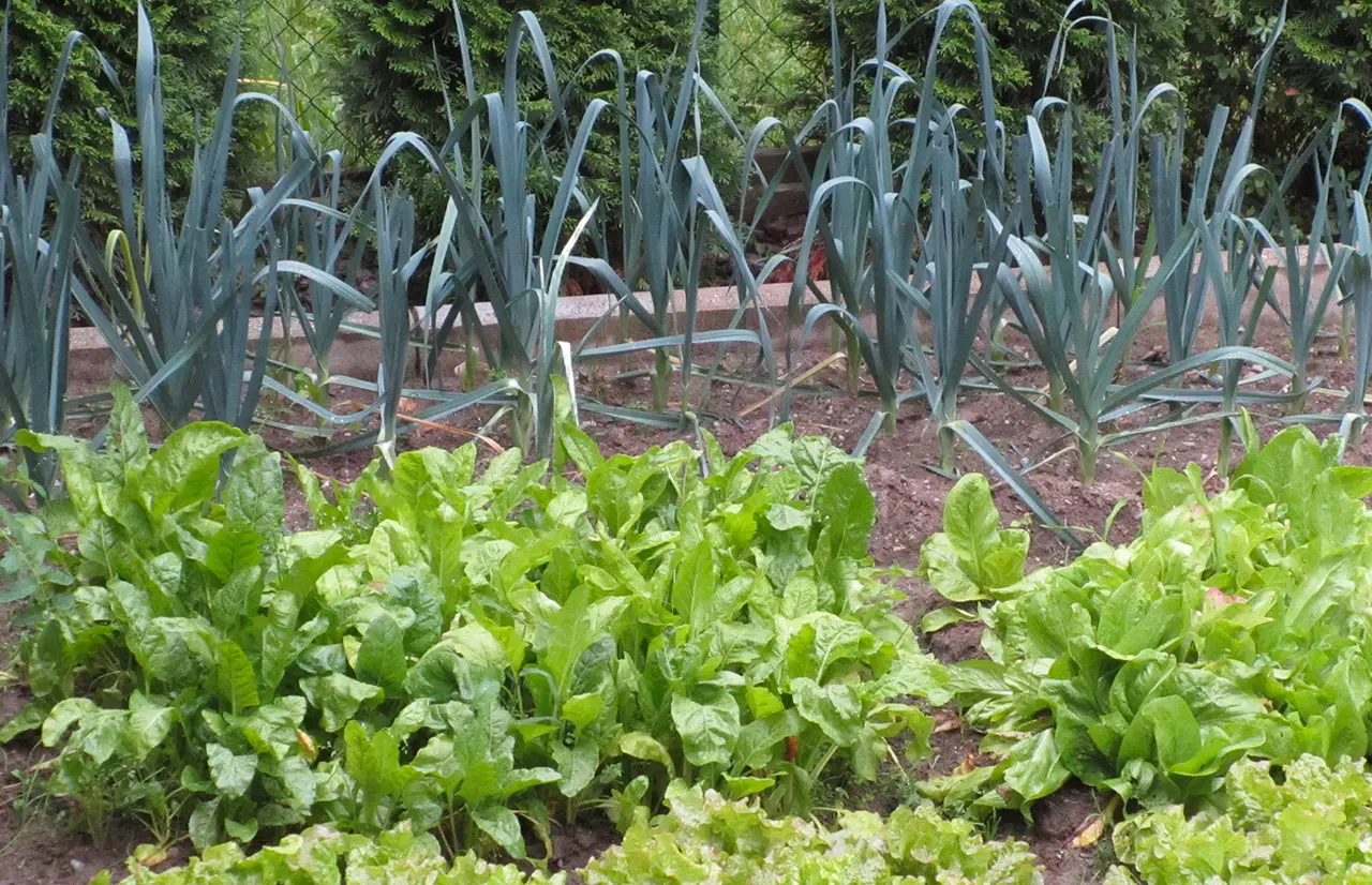 L’errore banale che fai pacciamando e che raddoppia la fatica nell’orto