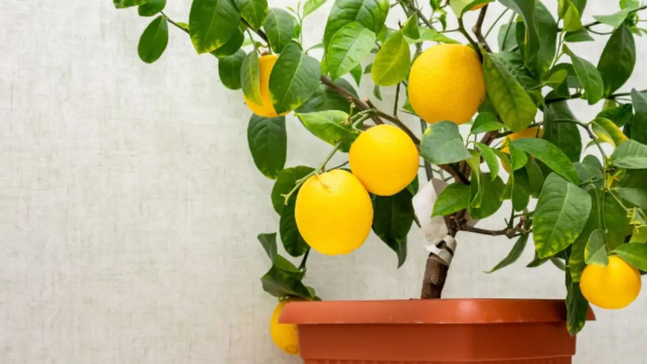 Attenzione ai limoni in vaso: ecco la temperatura esatta che non devono mai raggiungere