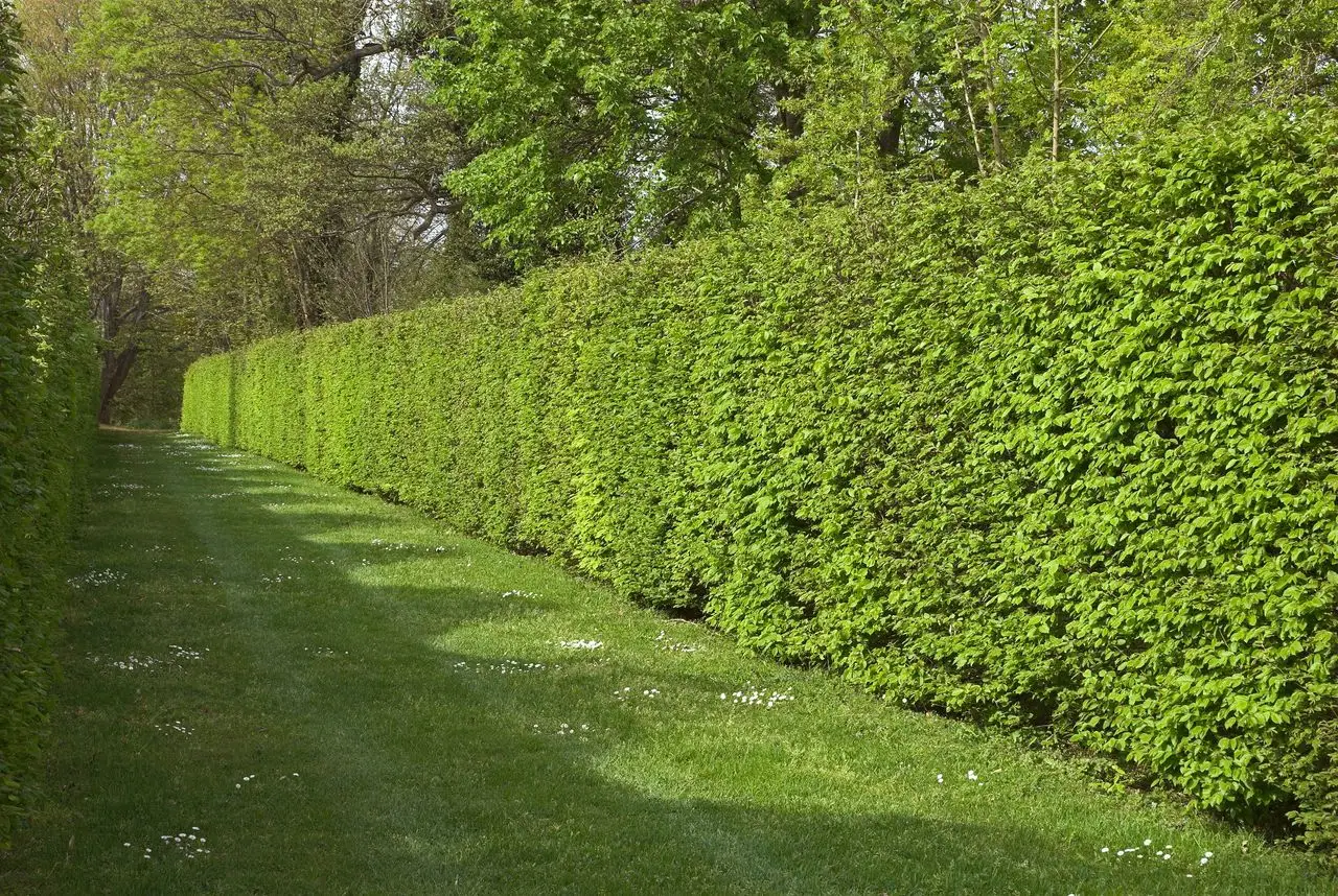 Il tuo giardino è in ombra? Ecco le siepi resistenti che crescono velocemente