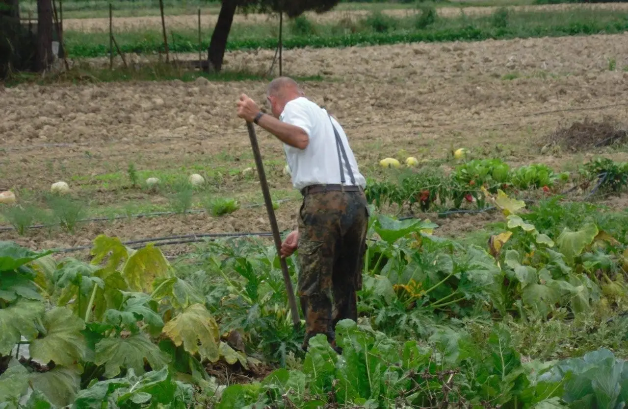 Stai rastrellando il prato nel modo sbagliato: ecco il trucco per non rovinare l’erba