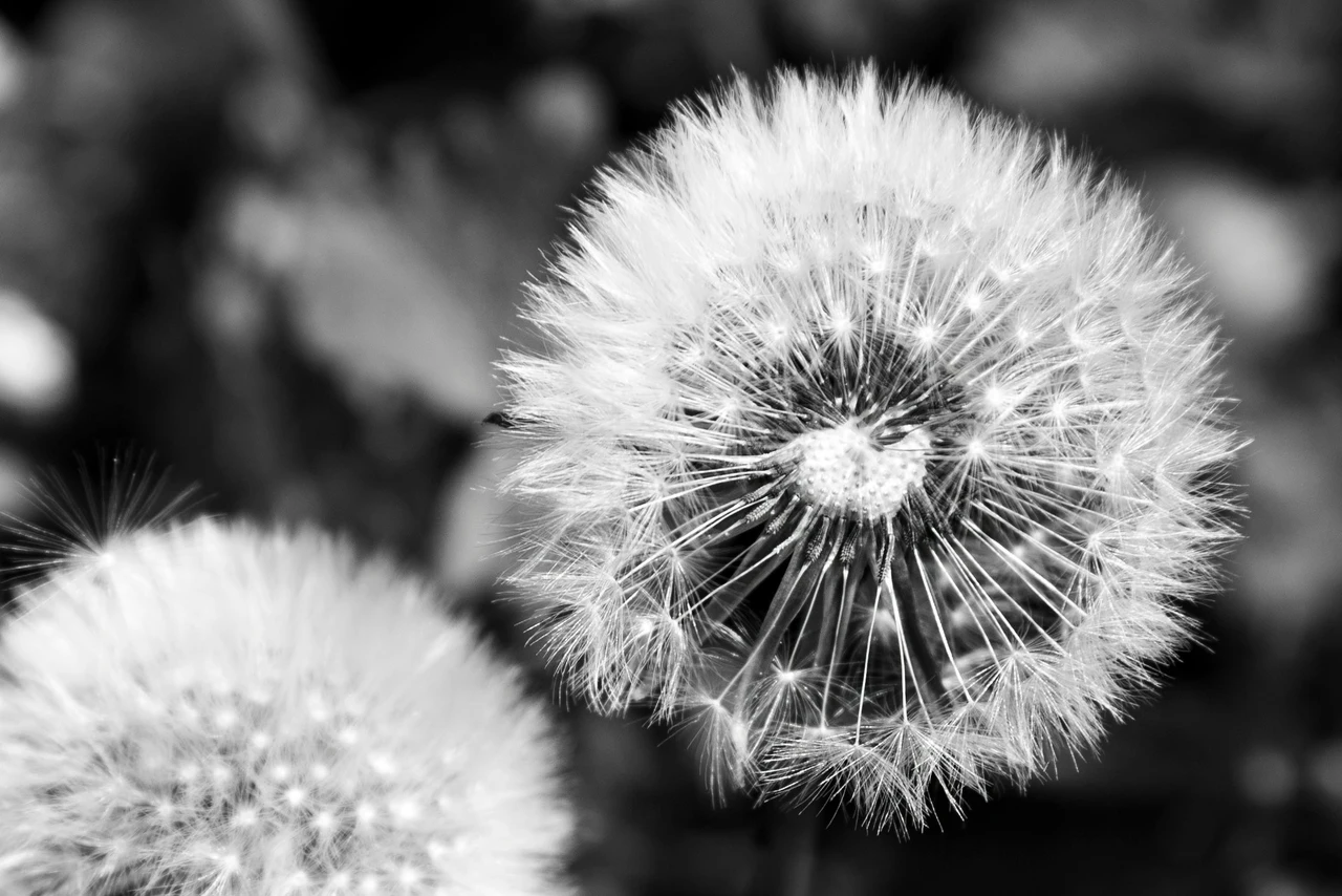 I fiori che si soffiano: ecco quali sono e come si chiamano