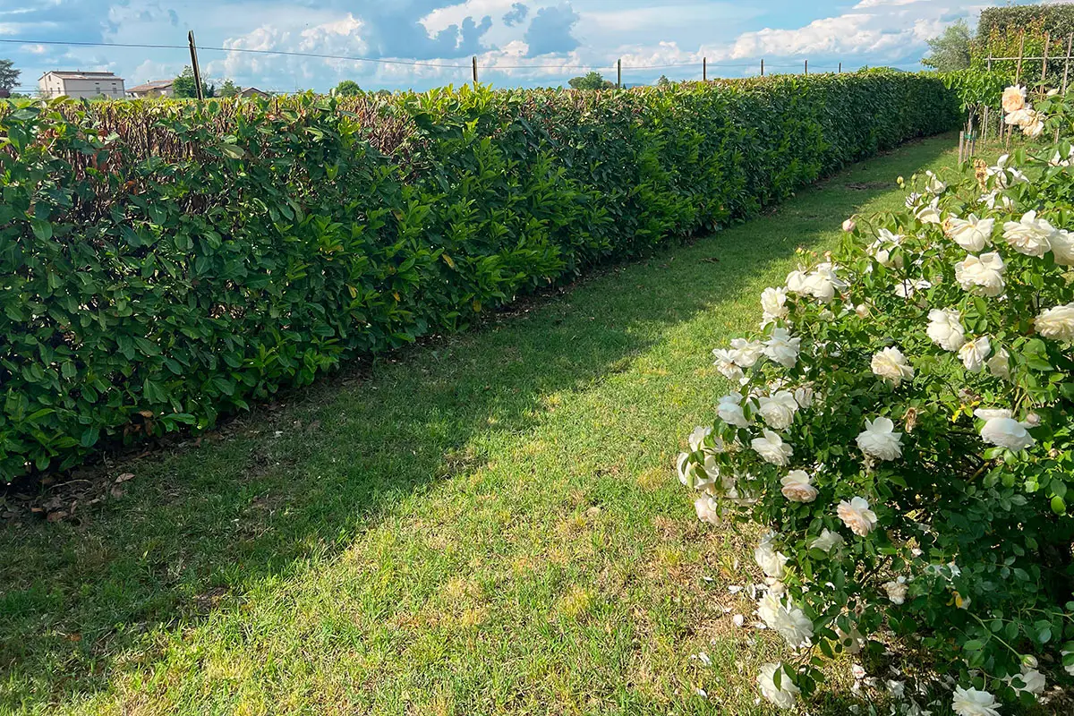 Vuoi una siepe fitta spendendo pochissimo? Ecco la pianta più economica e resistente