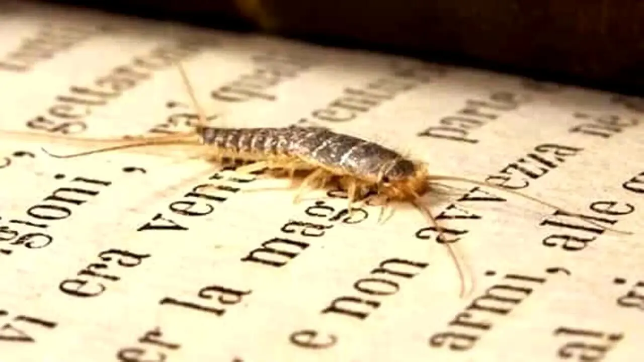 Non uccidere mai questi insetti comuni in casa tua: ecco perché ti stanno aiutando