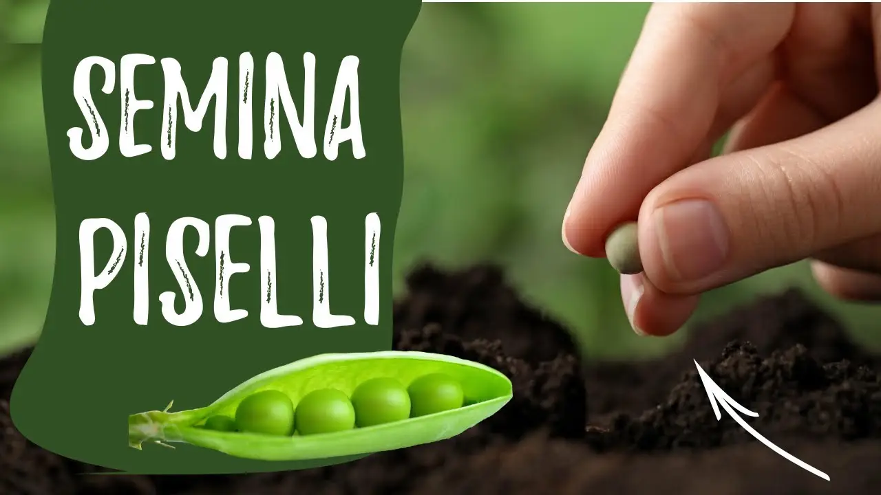 Cosa trapiantare nell’orto a agosto: ecco le verdure che non puoi dimenticare