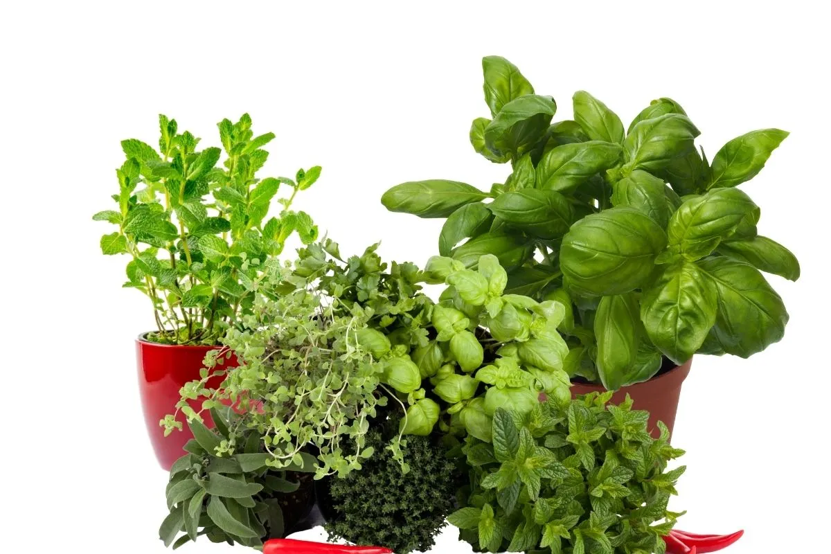 Le aromatiche che non devono mancare nel tuo giardino (e come coltivarle bene)